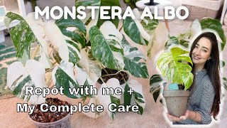 All about my Monstera Albos Repot with me and my Care Tips and Tricks [upl. by Barnie]