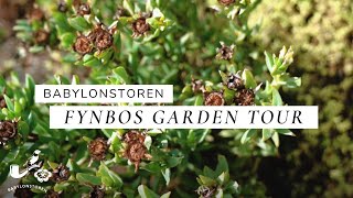 Babylonstoren Fynbos Garden  The Cape Floral Kingdom [upl. by Assirroc]