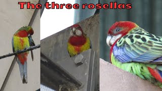 Three Eastern rosellas in the city [upl. by Narot683]