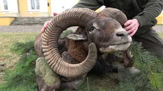 Jagd auf Riesenmuffelwidder in Polen LAST MINUTE Muffelwild Mouflon [upl. by Ebenezer]