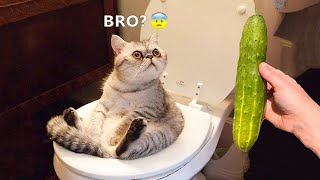 Cat vs Cucumbers Reaction  Cats scared of Cucumbers Compilation  Funny Video 2021 November [upl. by Ciredec]