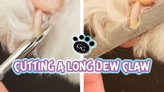 Cutting and Filing a Long Dewclaw  How to Cut a Dewclaw on Dogs  Ginas Grooming [upl. by Euqilegna831]