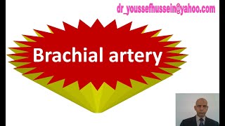 33 Brachial artery and anastomosis around the elbow joint [upl. by Estas]