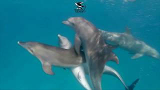 Dolphins Sexuality mating [upl. by Armond587]