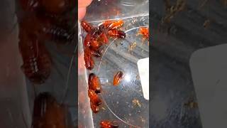 I Gave Roaches to my Honeypot Ants [upl. by Ellis]