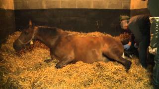 Poulinage en direct du Haras du Grand Courgeon [upl. by Luahs105]