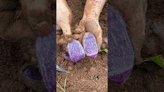 Potatoes rich in anthocyanins are beautiful delicious and nutritious farming potato [upl. by Nudd]