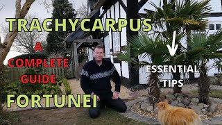 Trachycarpus Fortunei A COMPLETE GUIDE [upl. by Genevra]