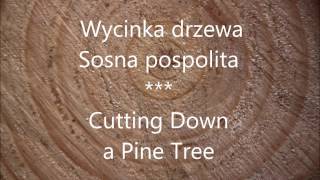 Jak wyciąć drzewo i nie zniszczyć żywopłotu How to cut the tree and not destroyed hedge [upl. by Seravaj536]