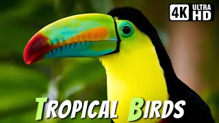 Most Beautiful Tropical Birds  Amazing Birds Chirp  Stress Relief  RelaxingHealing Nature Sounds [upl. by Eveneg121]