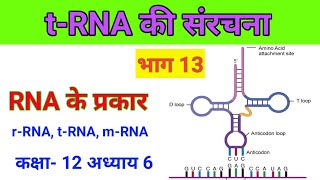 Types of RNA Structure of t RNA tRNA की संरचना [upl. by Winwaloe]