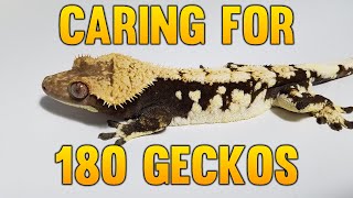 How Much Time Do I Spend Caring For 180 Crested Geckos [upl. by Manara370]