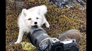 Encounter a young wild white Arctic Fox in Greenland [upl. by Soigroeg]