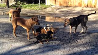 San Antonio street dogs breeding in the streets [upl. by Acined316]