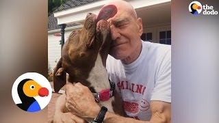 7 Best Patrick Stewart Pitbull Foster Dog Moments  The Dodo [upl. by Friedberg]