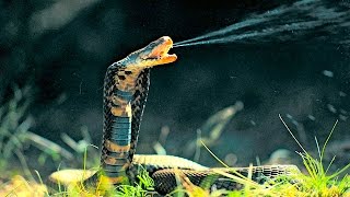 Top 10 Most Venomous Snakes in the World [upl. by Dearborn483]