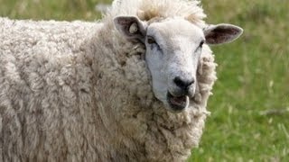 The Most Addictive Sheep Game [upl. by Lund]