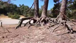 Walking tour of Nationaal Park De Loonse en Drunense Duinen Netherlands 【4K】 [upl. by Cusick]