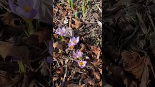 Crocus Blue Pearl in February [upl. by Aubert]