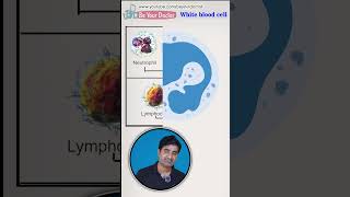 सफेद कण का हमारे शरीर में क्या महत्व है  White blood cells  types life span function [upl. by Ryle235]