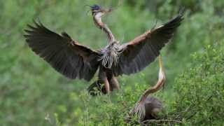 Herons pourpres  Ardea purpurea [upl. by Niwrad]