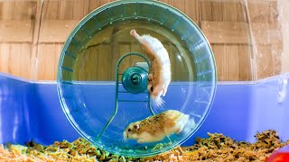 Russian Hamster Vs Hamster Wheel  Pets Wild At Heart  BBC Earth [upl. by Selin842]