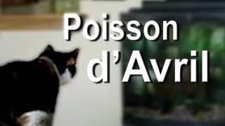 POISSON DAVRIL  PAROLE DE CHAT [upl. by Htezil]