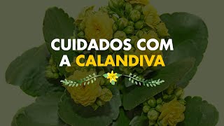 Cuidados com a Calandiva [upl. by Ause379]