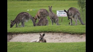 Kangaroos on Golf course [upl. by Arbed]