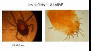 Biologie de laoûtat  morphologiecycle de vie et pathogénie de la larve daoûtat [upl. by Ahsied]