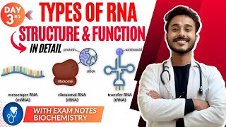 rna structure biochemistry  types of rna biochemistry  function of rna biochemistry [upl. by Yrrap]