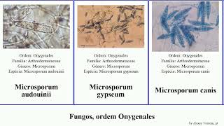 Fungos ordem Onygenales apis fungus canis chartarum Microsporum Ascosphaera Trichophyton Jesse [upl. by Nodaj]