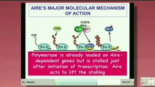 AIRE control of immunological tolerance new twits [upl. by Teddy]