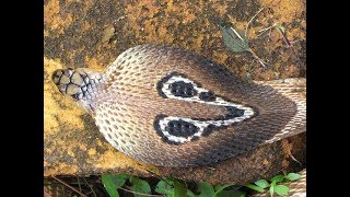 Watch Indian Cobra Shedding Its Skin HD [upl. by Balcer]