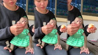 Monkey Jasmine TV Live Stream [upl. by Natsud625]