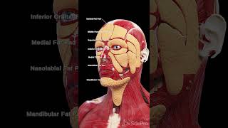 🌟 Discover the Fat Pads of the Face 🌟 anatomy meded 3danimation [upl. by Zarger]