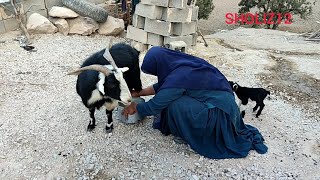 Milking sheep and eating sheeps milk [upl. by Egroj]