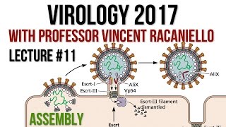 Virology Lectures 2017 11 Assembly [upl. by Atiragram]