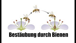 Bestäubung durch Bienen  Einfach für Kinder erklärt [upl. by Swithbert]