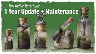 Tiny Native Terrariums 1 YEAR Update  Maintenance [upl. by Eillas]