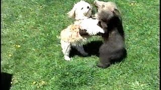 GRIZZLY BEAR CUB amp Little Dog Playing [upl. by Itch]