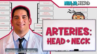 Circulatory System  Arteries of the Head amp Neck  Flow Chart [upl. by Aronson]