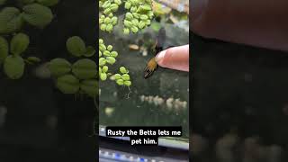 Petting Rusty the Betta bettafish aquarium fishkeeping [upl. by Todd]