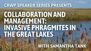 Collaboration and Management Invasive Phragmites in the Great Lakes [upl. by Atisusej]