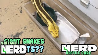 GIANT SNAKES AS PETS RETICULATED PYTHONS OR BURMESE PYTHONS [upl. by Burbank]