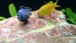 Malawi Cichlids Breeding Close up hd vid of Pseudotropheus saulosi spawning [upl. by Kelson377]