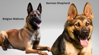 Belgian Malinois VS German Sheperd Dog  Who Is King [upl. by Laird]