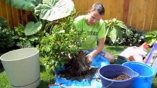 Repotting Tropical Hibiscus [upl. by Wei]