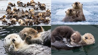 Why Sea Otters Love to Hold Hands Super Cute [upl. by Uphemia307]