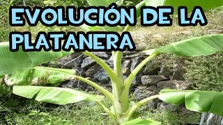 Evolución de la Platanera  Consejos de Cultivo [upl. by Straus841]